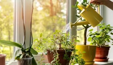 beneficios_vinagre_jardin.jpeg_262680434