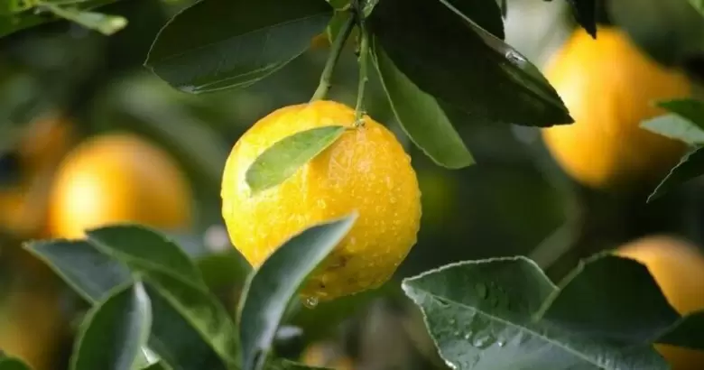 citricos heladas