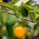 C�mo Recuperar un frutal da�ado por las Heladas