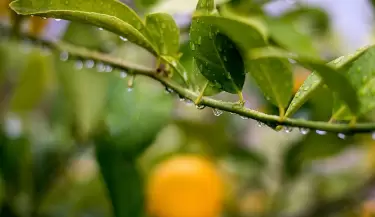 citricos heladas