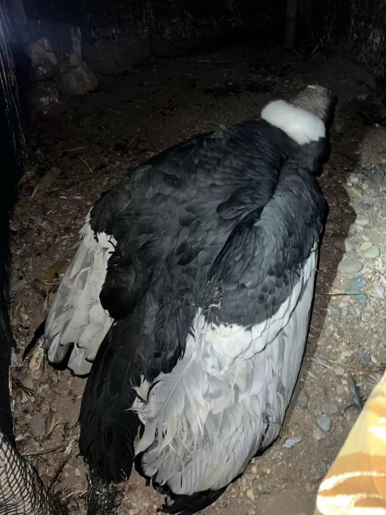 condor