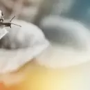 El increíble método casero que utiliza ajo para sacar los caracoles de tu jardín