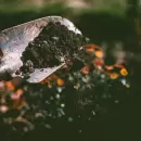 Conoc� cu�l es la mejor tierra para plantar un limonero en tu jard�n