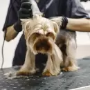 C�mo mejorar el cuidado de tu mascota con servicio de peluquer�a