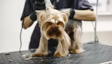 Peluquer�a Canina