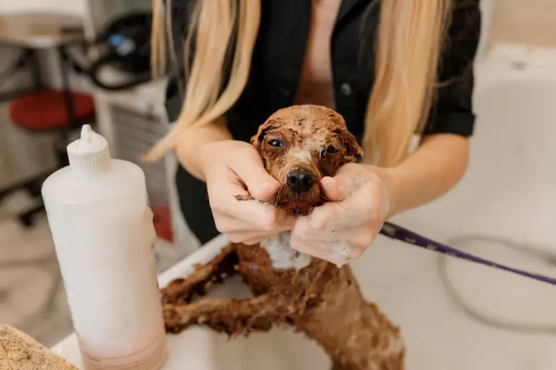 Peluquer�a Canina