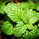 Descubre qu� plantas arom�ticas puedes plantar en tu jard�n en septiembre