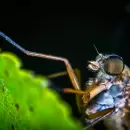Este es el truco definitivo con vinagre de manzana y canela para mantener alejados a los mosquitos