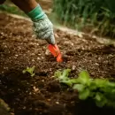 Descubre c�mo usar de manera correcta el abono de lombriz para los �rboles c�tricos del jard�n