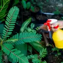 S�per �til: c�mo hacer pesticidas naturales para tu jard�n