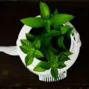 El mejor truco casero para hacer un insecticida con eucalipto y menta para eliminar el pulg�n