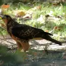 El ave rapaz que se volvi� parte del paisaje de Mendoza