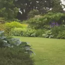 La increíble mezcla ecológica de ajo con jabón para eliminar la mosca blanca de tu jardín