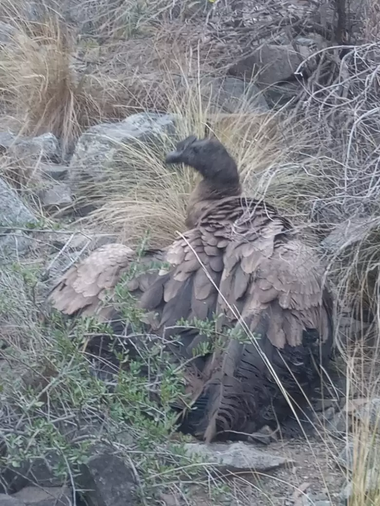 Rescate del c�ndor en Cacheuta