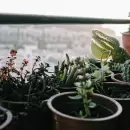 Conoc� c�mo hacer el mejor fertilizante para cactus y suculentas