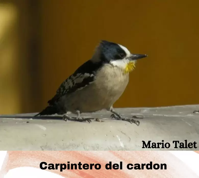 muestra aves