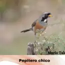 Invitan a incre�ble muestra fotogr�fica sobre las aves que habitan Mendoza