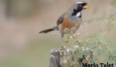 muestra aves