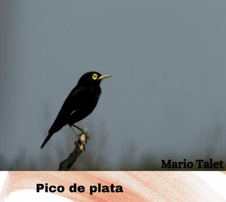 muestra aves