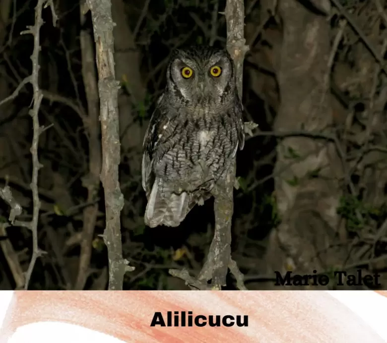 muestra aves