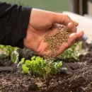 As� se hace el truco casero con harina de huesos para tus �rboles frutales