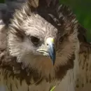 Rescataron aves silvestres gracias al trabajo entre la ciudadan�a y el Departamento de Fauna