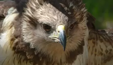 aves