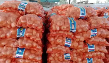 cebolla 1