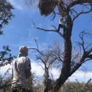 Instalan c�maras en nidos de �guilas coronadas en Mendoza