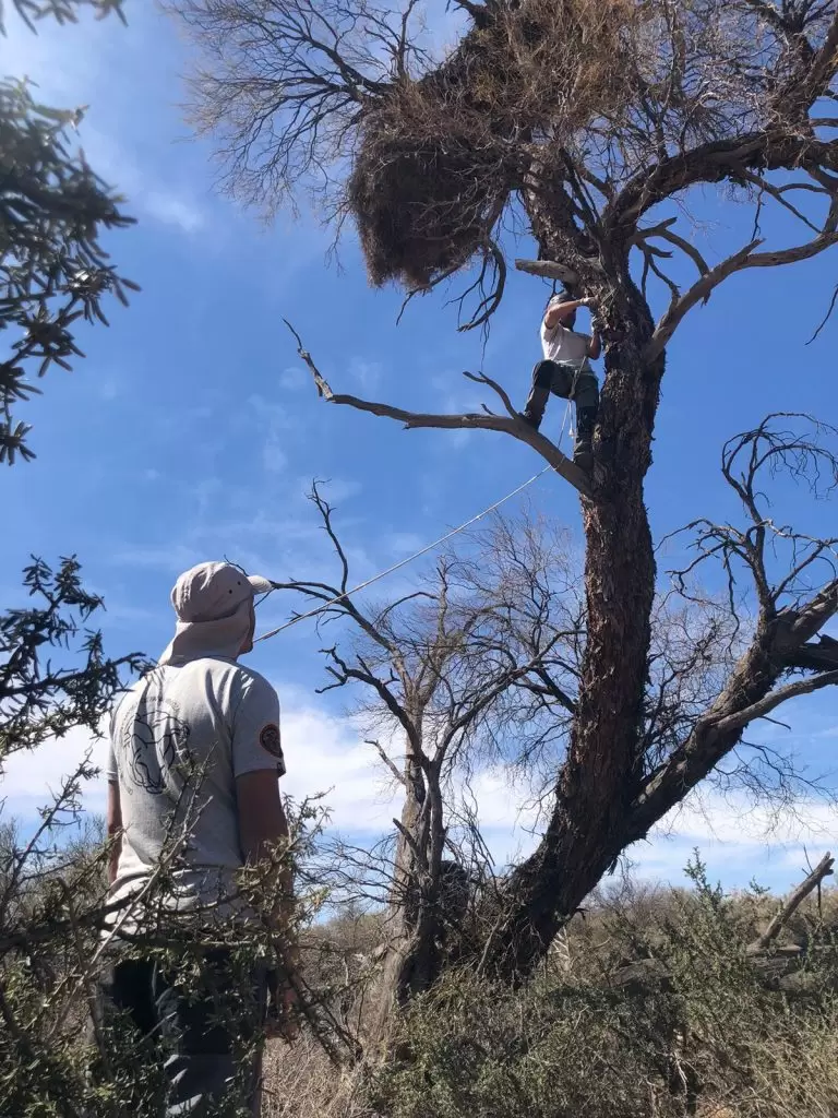 Instalaci�n de c�maras en Nidos de �guila en Mendoza