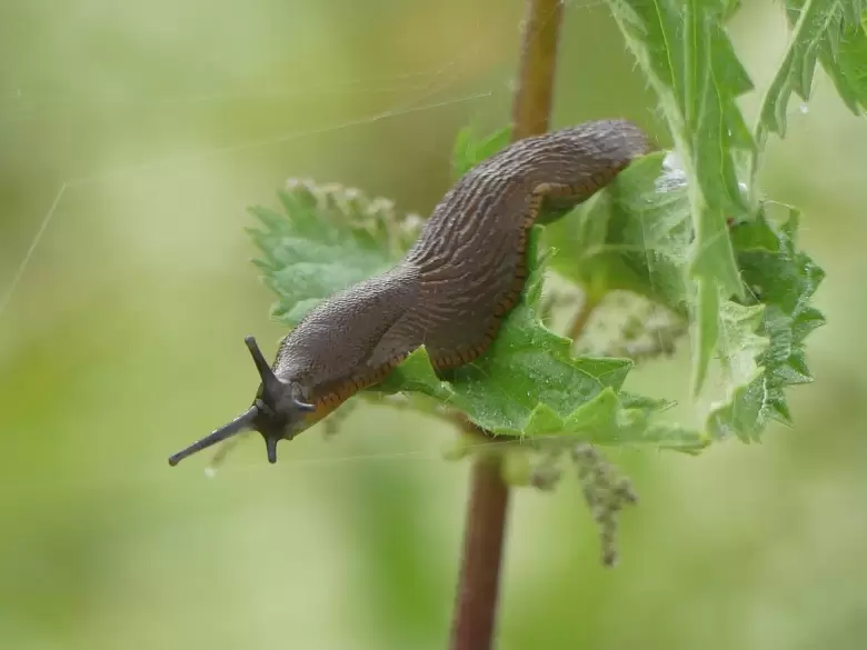 Caracoles en el jardín