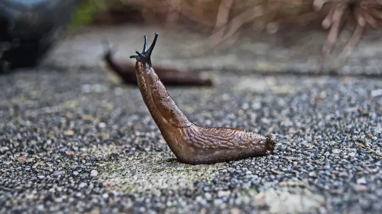 Caracoles en el jardín