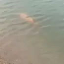 Un enorme y colorido pez de casi un metro fue filmado en el lago del Parque General San Martín