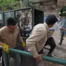 Llevaron a un santuario de EE.UU a Lucy, la �ltima tigresa de bengala que quedaba en el Ecoparque
