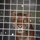 Lucy, la �ltima tigresa de Bengala del ex zoo de Mendoza, comenz� su viaje hacia un santuario natural