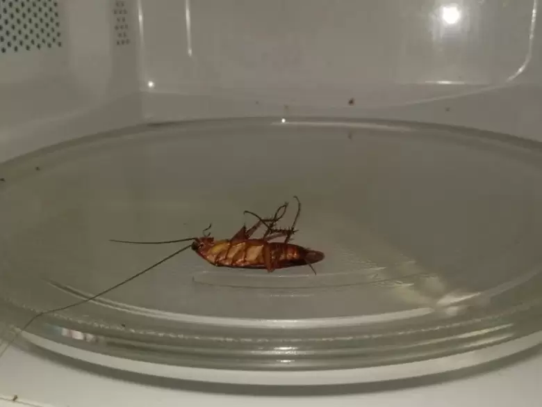 cucaracha-microondas