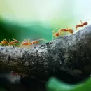 As� se hace el truco casero para eliminar pulgones y hormigas en �rboles frutales