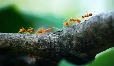 pexels-poranimm-athithawatthee-284222-842401