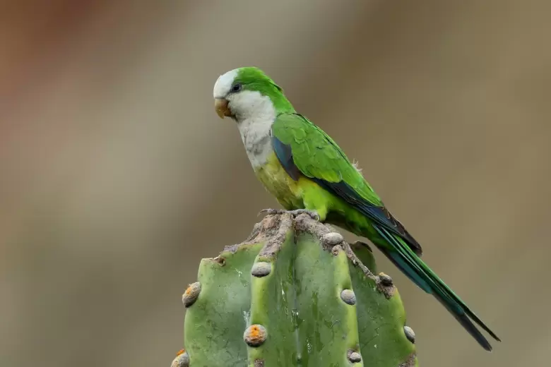 perico