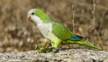 cotorra