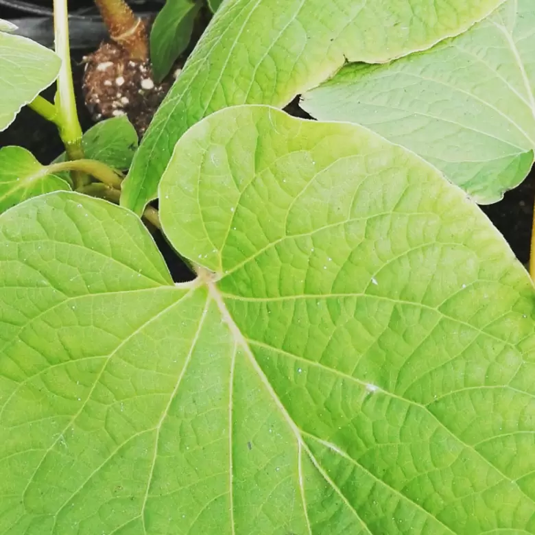 hoja-santa-piper-auritum