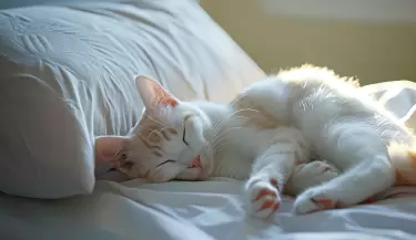 gato-cama