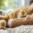 El truco natural para reducir el estr�s de tu gato de manera l�dica