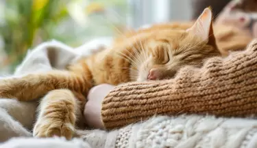 gato-cama