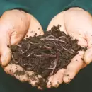 As� es el truco casero para eliminar el gusano de tus hortalizas y �rboles frutales