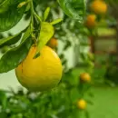 Descubre c�mo aplicar la ceniza de madera en el limonero
