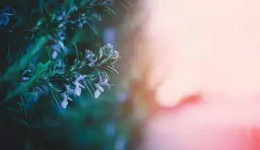 pexels-fotios-photos-1020333