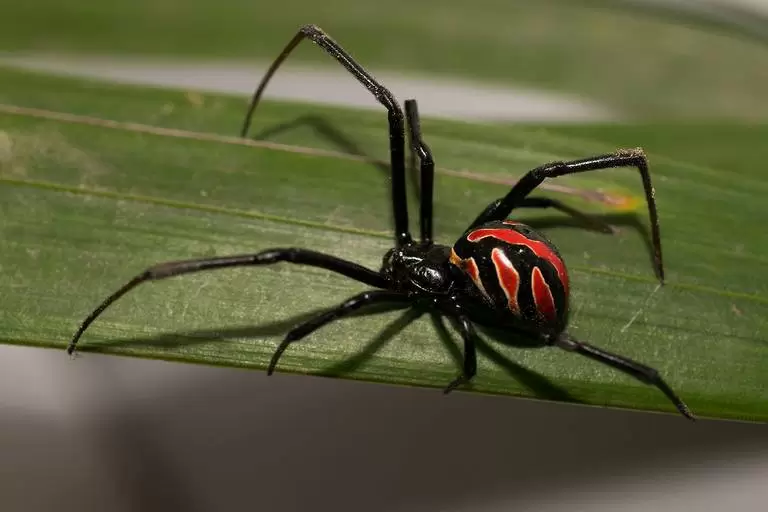 viuda negra