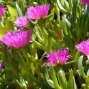 Conoc� la incre�ble planta que sirve para ahuyentar los mosquitos de tu jard�n