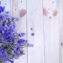 Descubre c�mo utilizar los aceites esenciales para repeler chinches